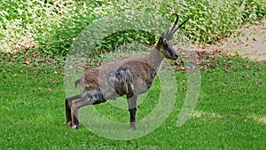 Apennine chamois, Rupicapra pyrenaica ornata, is living in Italy and Spain