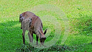 Apennine chamois, Rupicapra pyrenaica ornata, is living in Italy and Spain