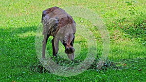 Apennine chamois, Rupicapra pyrenaica ornata, is living in Italy and Spain