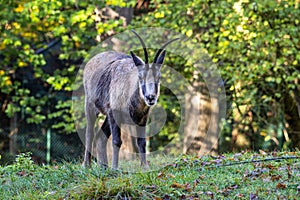 Apennine chamois, Rupicapra pyrenaica ornata, is living in Italy and Spain