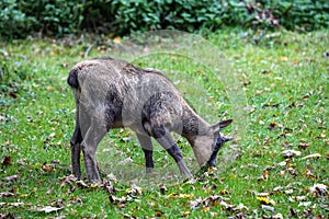 Apennine chamois, Rupicapra pyrenaica ornata, is living in Italy and Spain