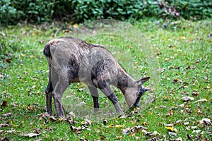 Apennine chamois, Rupicapra pyrenaica ornata, is living in Italy and Spain photo
