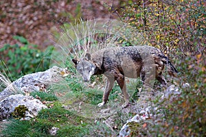 Apennine wolf, Canis lupus italicus photo