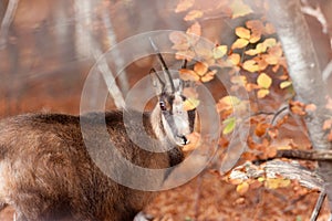 Apenninic Chamois in autumn photo