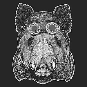 Aper, boar, hog Cool animal wearing aviator, motorcycle, biker helmet. Hand drawn image for t-shirt, tattoo emblem badge