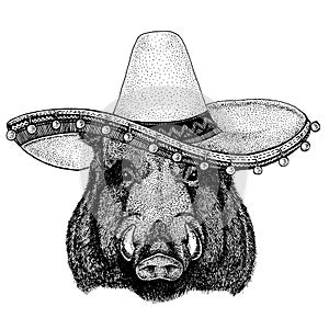 Aper, boar, hog, wild boar wearing traditional mexican hat. Classic headdress, fiesta, party.