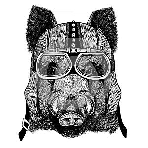 Aper, boar, hog, wild boar wearing motorcycle, aero helmet. Biker illustration for t-shirt, posters, prints.