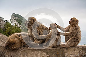 Apes of Gibraltar photo