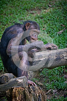 Apes on green background