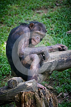 Apes on green background