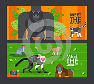 Apes and monkeys in flat style banner, vector illustration. Zoo invitation ticket, jingle animals, primate cartoon