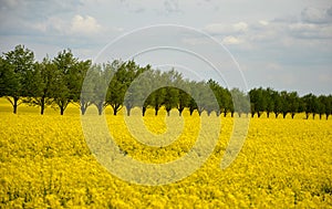 Apeseed rape is an annual or biennial crop, grown for oilseeds, used mainly for the production of oilseed rape in the background a