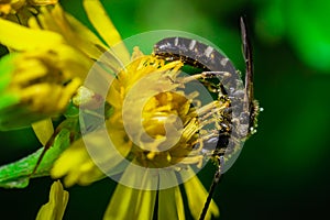 The apex-furrowed bee [Lasioglossum species