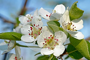 ApfelblÃ¼te im FrÃ¼hling - Appleblossom in springtime
