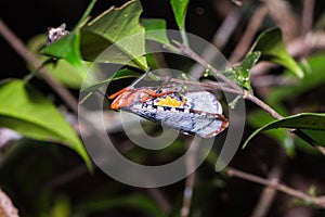 Aphaena submaculata lantern bug