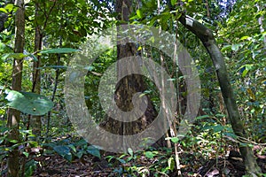 Aphanamixis polystachya, the pithraj tree