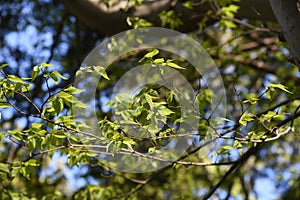 Aphananthe aspera Aphananthe oriental elm trunkbarkand leaves photo