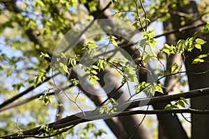 Aphananthe aspera Aphananthe oriental elm trunkbarkand leaves photo