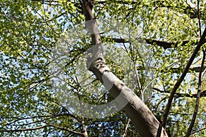 Aphananthe aspera Aphananthe oriental elm trunkbarkand leaves photo