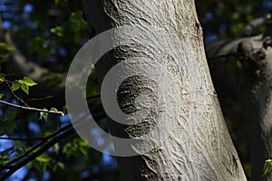 Aphananthe aspera Aphananthe oriental elm trunkbarkand leaves photo