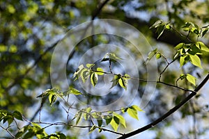 Aphananthe aspera Aphananthe oriental elm trunkbarkand leaves photo