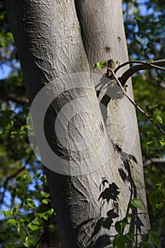 Aphananthe aspera trunk barkand leaves photo