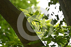 Aphananthe aspera (Muku tree) fresh green.