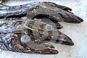 Aphanopus carbo, the black scabbardfish, Espada Fish. Madeira, Portugal, Europe.