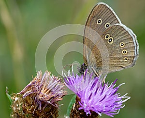 Aphantopus hyperantus ringlet butterfly on a thistle