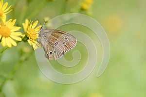 Aphantopus hyperantus , ringlet