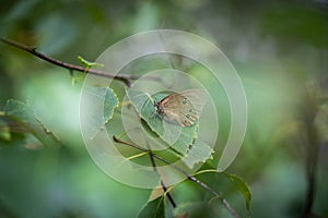 Aphantopus hyperantus sits on a leaf of a tree