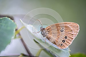 Aphantopus hyperantus sits on a leaf of a tree