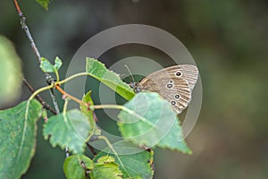 Aphantopus hyperantus sits on a leaf of a tree