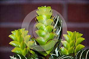 aphelandra flower. flowering nature bract. macro flowering aphelandra plant. green exotic flower. exotically natural flower plant