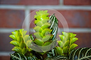 aphelandra flower. flowering nature bract. macro flowering aphelandra plant. green exotic flower. exotically natural flower plant