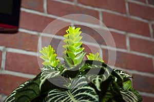 aphelandra flower. flowering nature bract. macro flowering aphelandra plant. green exotic flower. exotically natural flower plant