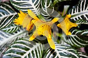 aphelandra flower. flowering nature bract. macro flowering aphelandra plant. yellow exotic aphelandra flower. natural flower plant