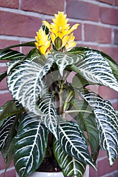 aphelandra flower. flowering nature bract. macro flowering aphelandra plant. yellow exotic aphelandra flower. natural flower plant