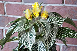 aphelandra flower. flowering nature bract. macro flowering aphelandra plant. yellow exotic aphelandra flower. natural flower plant