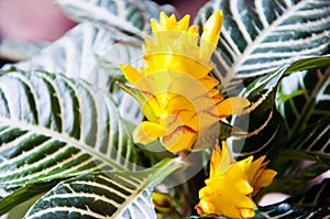 aphelandra flower. flowering nature bract. macro flowering aphelandra plant. yellow exotic flower. exotically natural flower plant