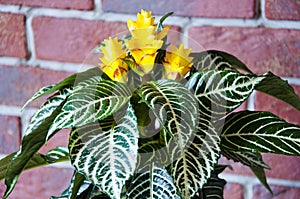 aphelandra flower. flowering nature bract. macro flowering aphelandra plant. yellow exotic flower. exotically natural flower plant