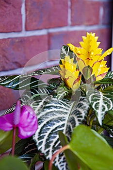 aphelandra flower. flowering nature bract. macro flowering aphelandra plant. yellow exotic flower. exotically natural flower plant