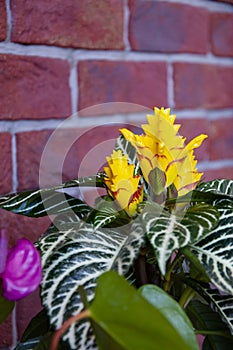 aphelandra flower. flowering nature bract. macro flowering aphelandra plant. yellow exotic flower. tropical natural flower plant.