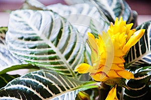 aphelandra flower. flowering nature bract. macro flowering aphelandra plant. yellow exotic flower. tropical natural flower plant.