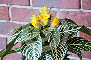 aphelandra flower. flowering nature bract. macro flowering aphelandra plant. yellow exotic flower. tropical natural flower plant.