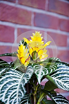 aphelandra flower. flowering nature exotical bract. macro flowering aphelandra plant. yellow exotic flower. natural flower plant.