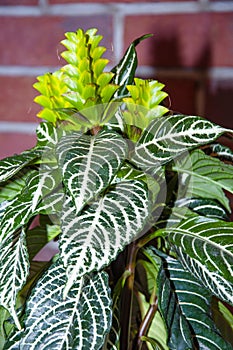 aphelandra flower. flowering nature exotical bract. macro flowering aphelandra plant. green exotic flower. natural flower plant.