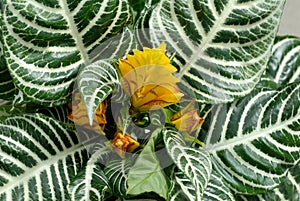 Aphelandra in nursery