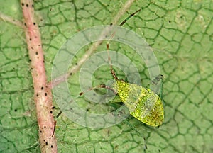 Aphid