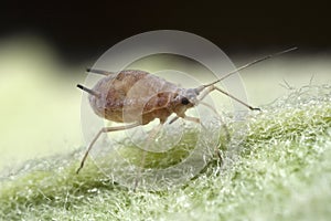 Aphid